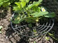 Panier protecteur pour la culture de fraises — photo 2
