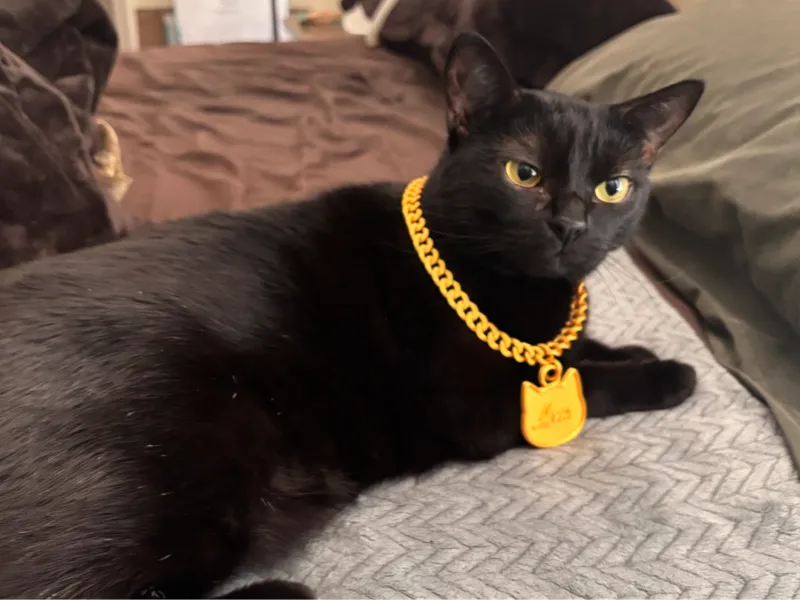 Cat necklace and charm