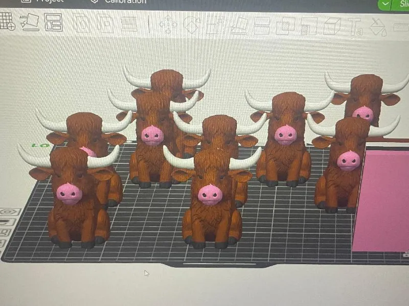 HIGHLAND COW AMS