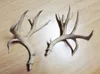 JB Double Drop Muley Antler BAS - 30% Scale