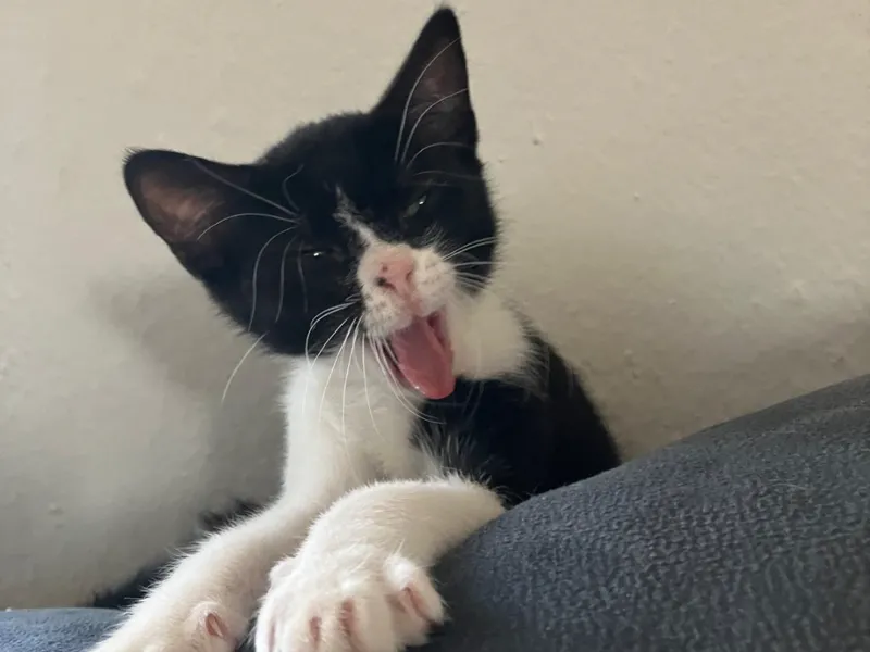 figura de gato