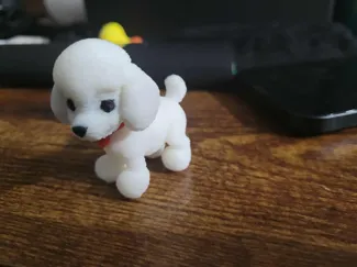 Mini poodle