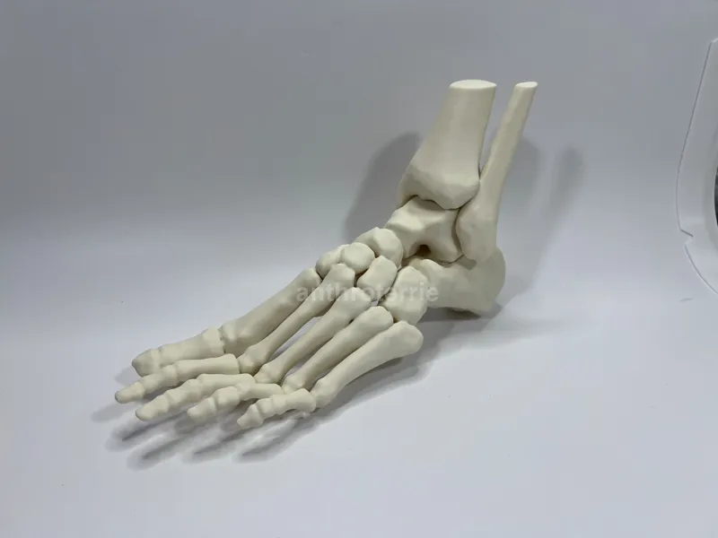 Left Foot Bones Anatomical Model