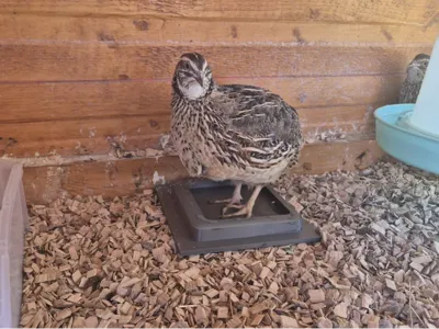 Cooling Foot Bath for Quails & Small Pets