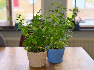 Supermarket herb pot
