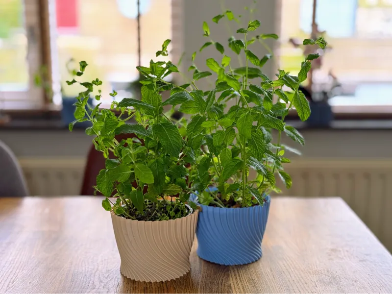 Supermarket herb pot