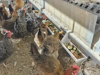 Chicken Feed Trough using a Vinyl Rain Gutter