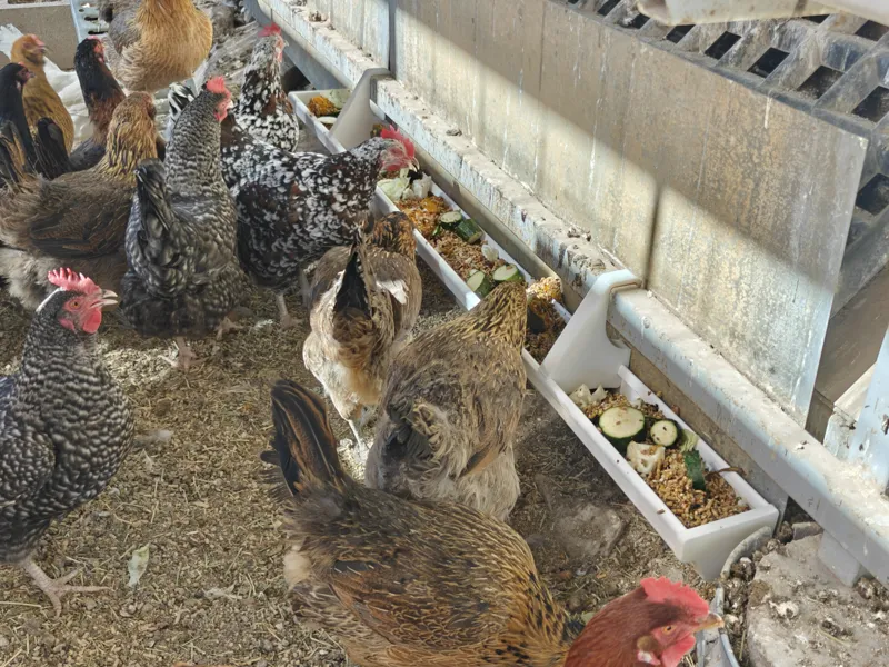 Chicken Feed Trough using a Vinyl Rain Gutter