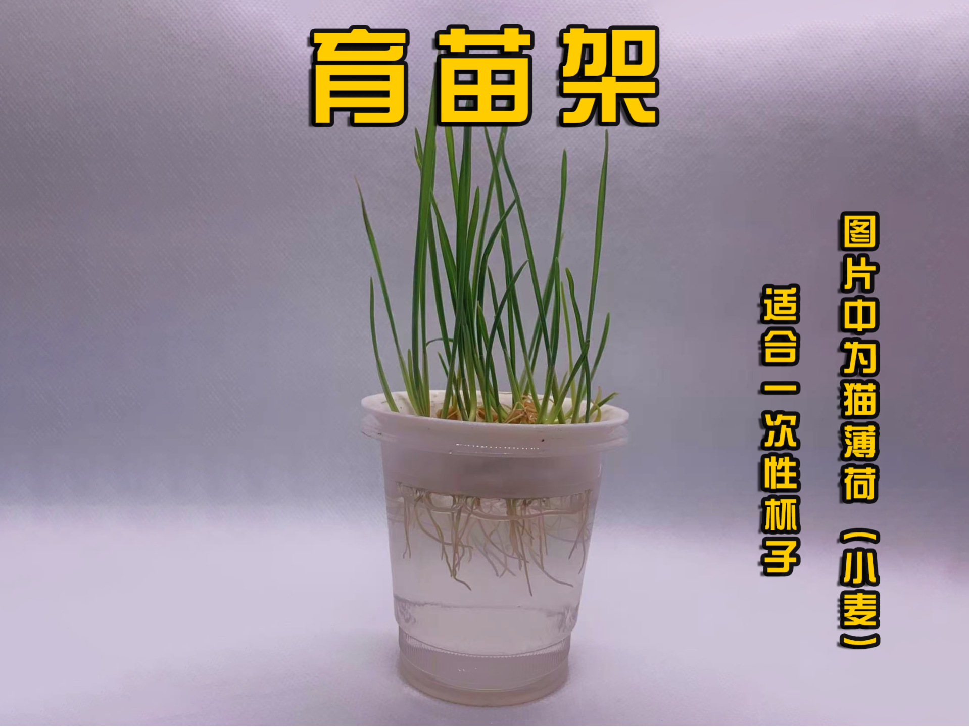 一次性杯子育苗架