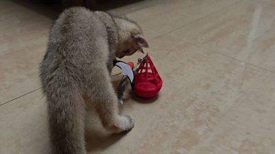 Cat Toy - 3# Cat Tumbler (Ning Zong Certified)