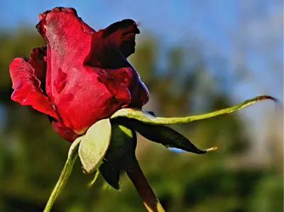 Single red Rose