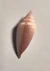 Cone Snail