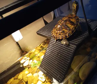 Turtle Climbing Platform