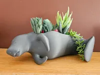 Manatee Lounging