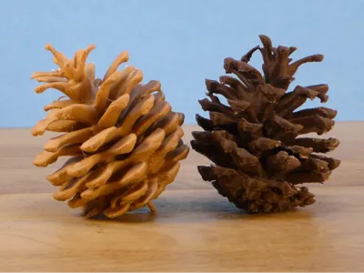 Black Pine Cones for Christmas Deco