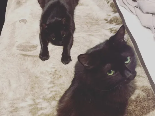Lithophane of my cats