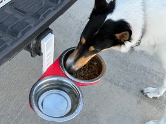 Travel pet bowl elevator