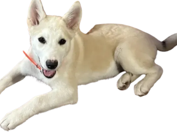 husky