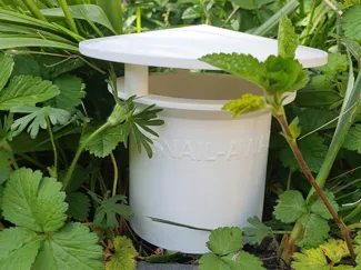 Snail Beer trap (Snail-Away)