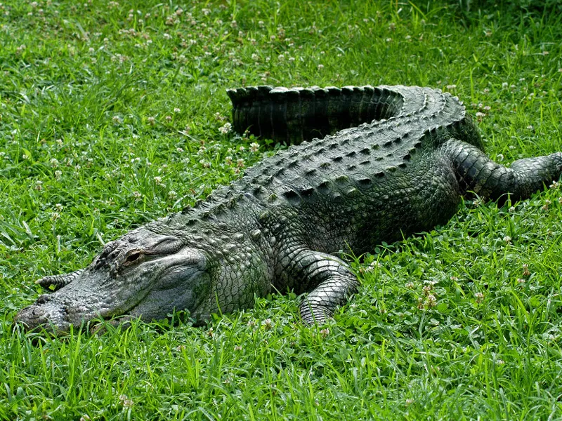 alligators PRINT