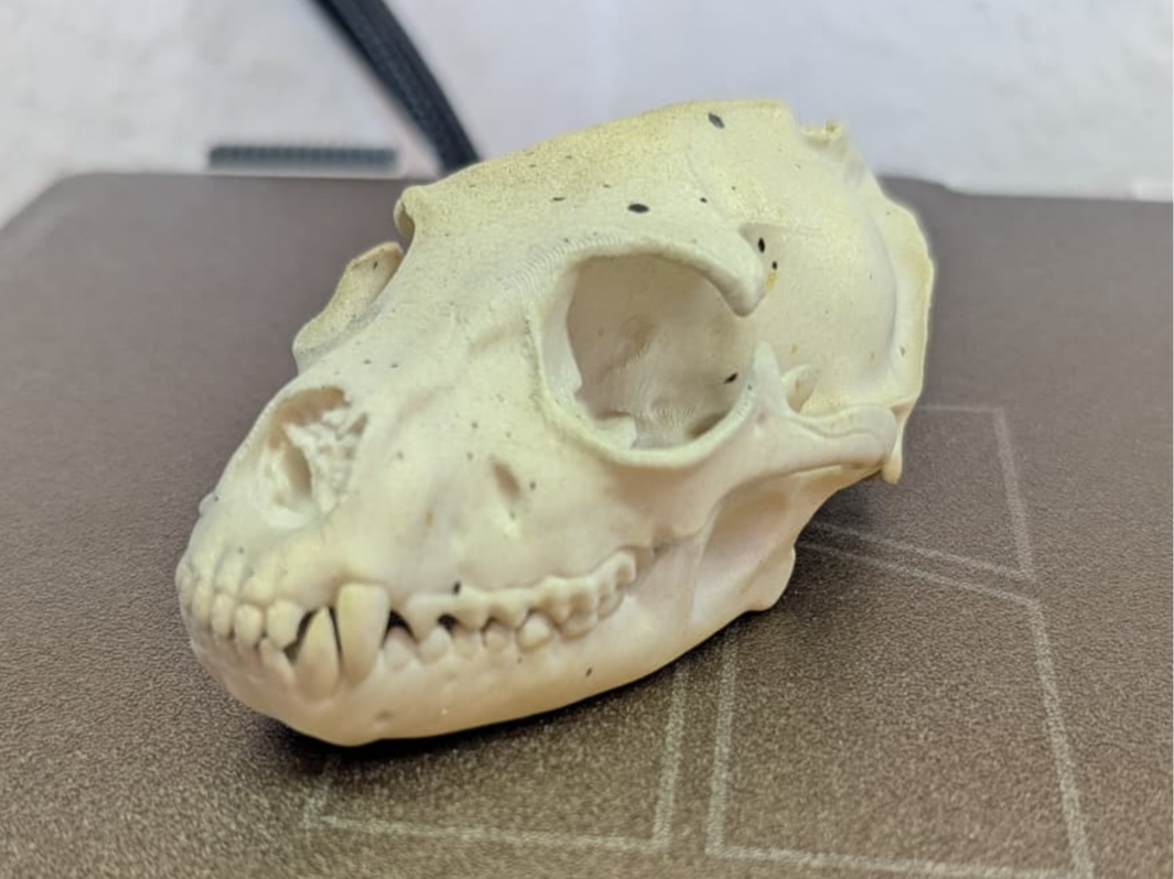 Specimen V-89: The Anomaly Skull