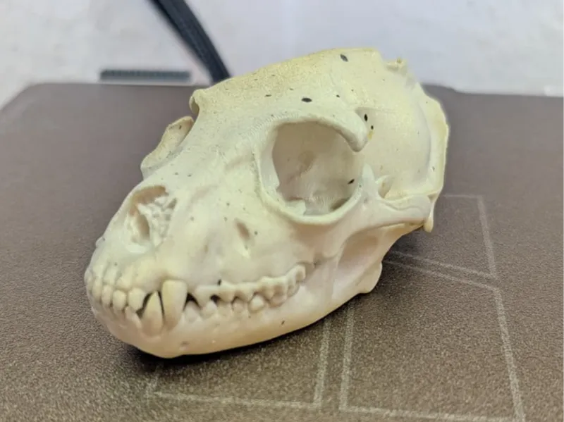 Specimen V-89: The Anomaly Skull