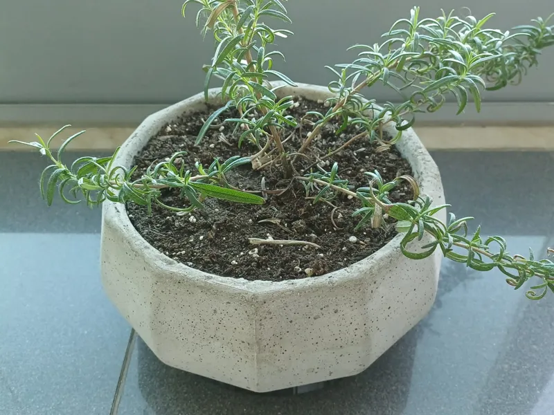 (Not That) Large Cement Vase