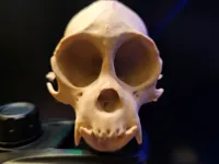 0.2mm layer, 2 walls, 5% infill