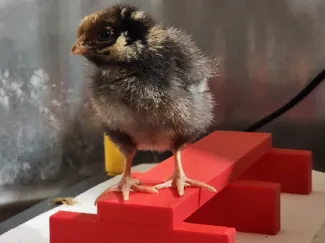 Roosting bar for chicks