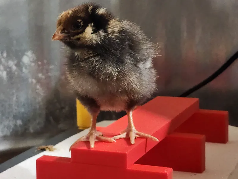 Roosting bar for chicks 