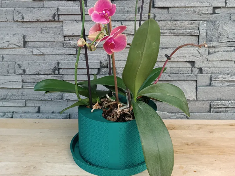 Planter for 3 flowers (orchids)