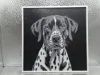 Dalmatian_170x170_A1