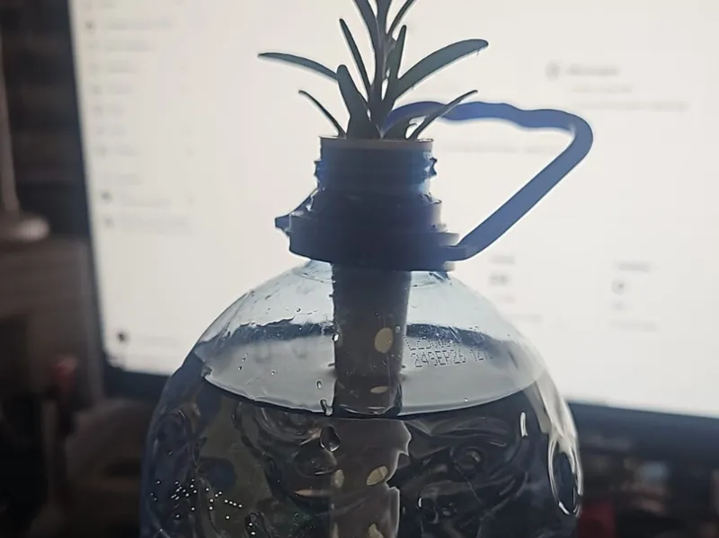 Plant propagation cone helping the roots to grow