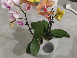 蝴蝶兰栽培花盆-Phalaenopsis cultivation flowerpot