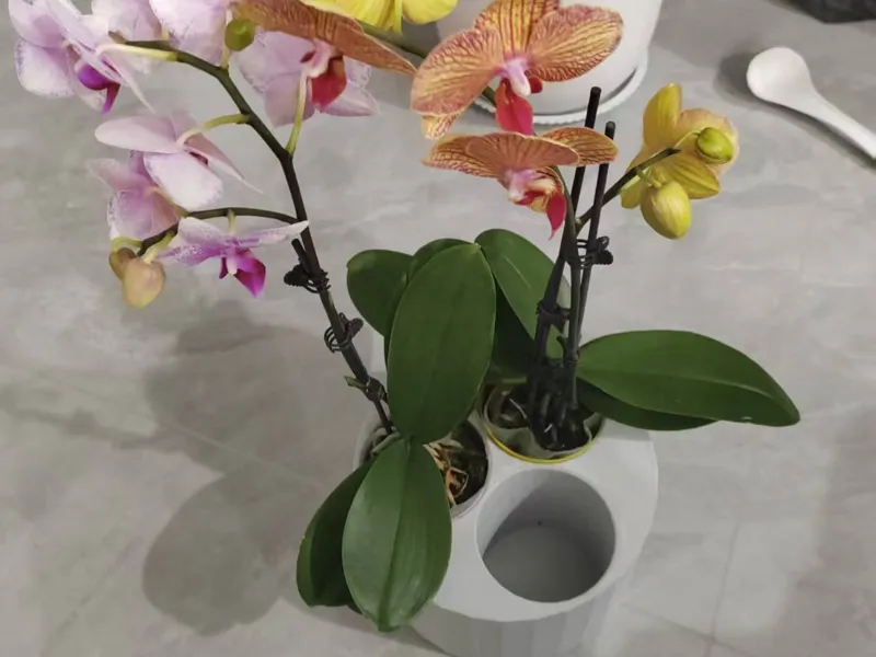 蝴蝶兰栽培花盆-Phalaenopsis cultivation flowerpot