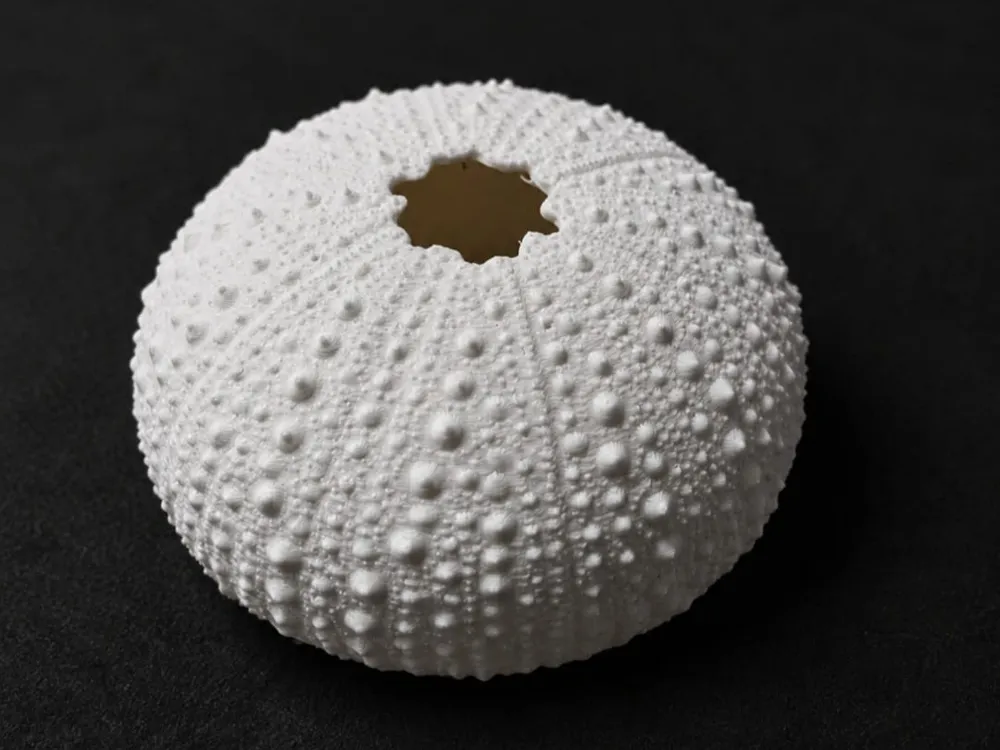 Adorno temático: Sea Urchin Skeleton. Referencia del modelo original.