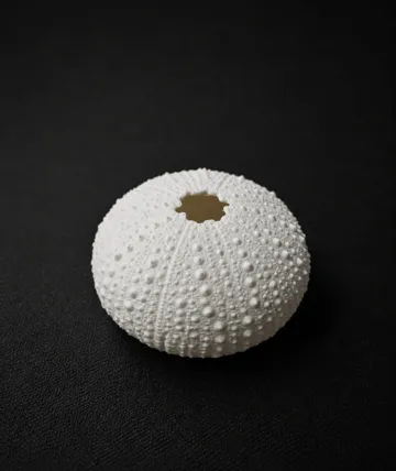 Adorno temático: Sea Urchin Skeleton — vista de referencia 4