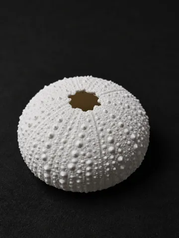 Adorno temático: Sea Urchin Skeleton — vista de referencia 2