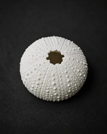 Adorno temático: Sea Urchin Skeleton — vista de referencia 3