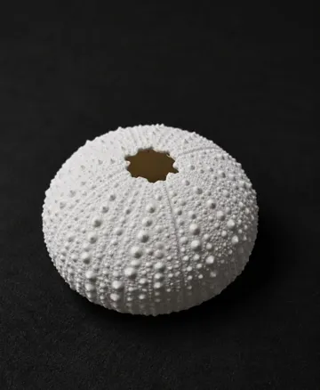 Adorno temático: Sea Urchin Skeleton — vista de referencia 5