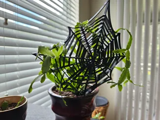 Simple Spider Web Trellis