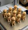 LabradorPuppy_AMS