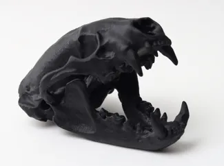 Badger Skull