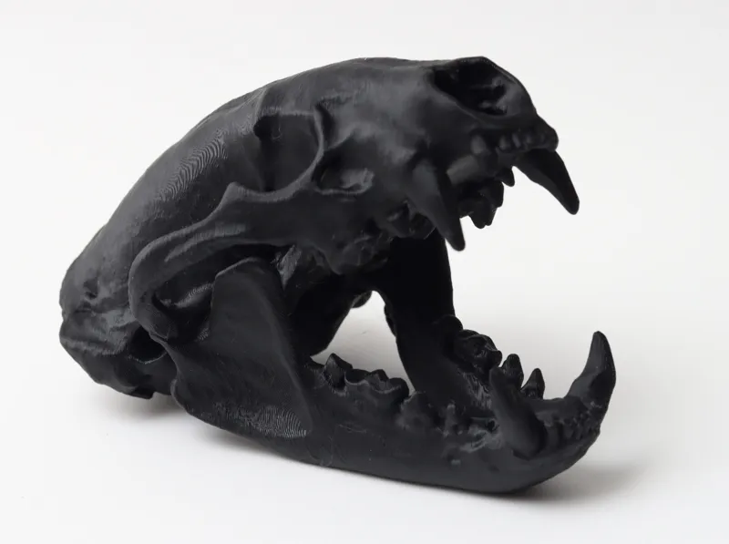 Badger Skull