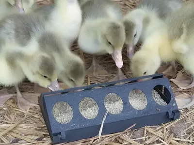 Chick Feeder V2