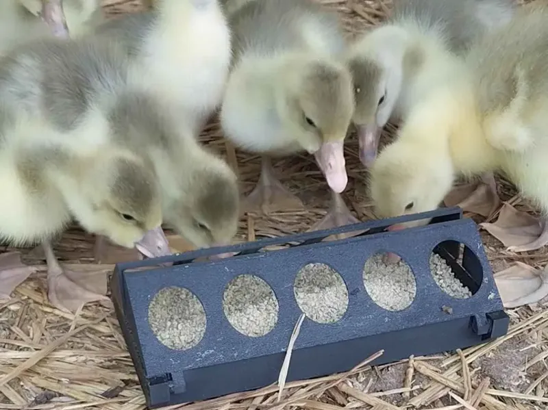 Chick Feeder V2