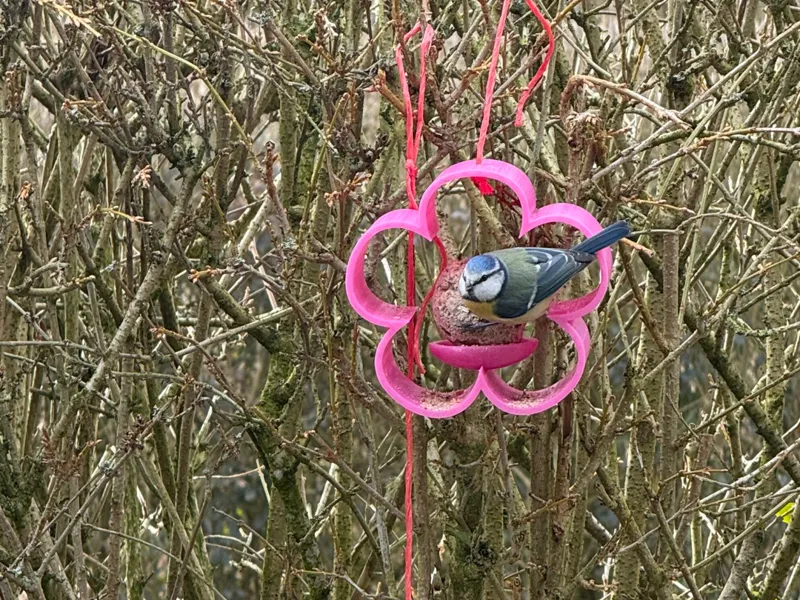 Vogelfutterblume