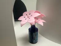 AMS版本的葛拉西蒂亚花