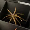 a1 mini version