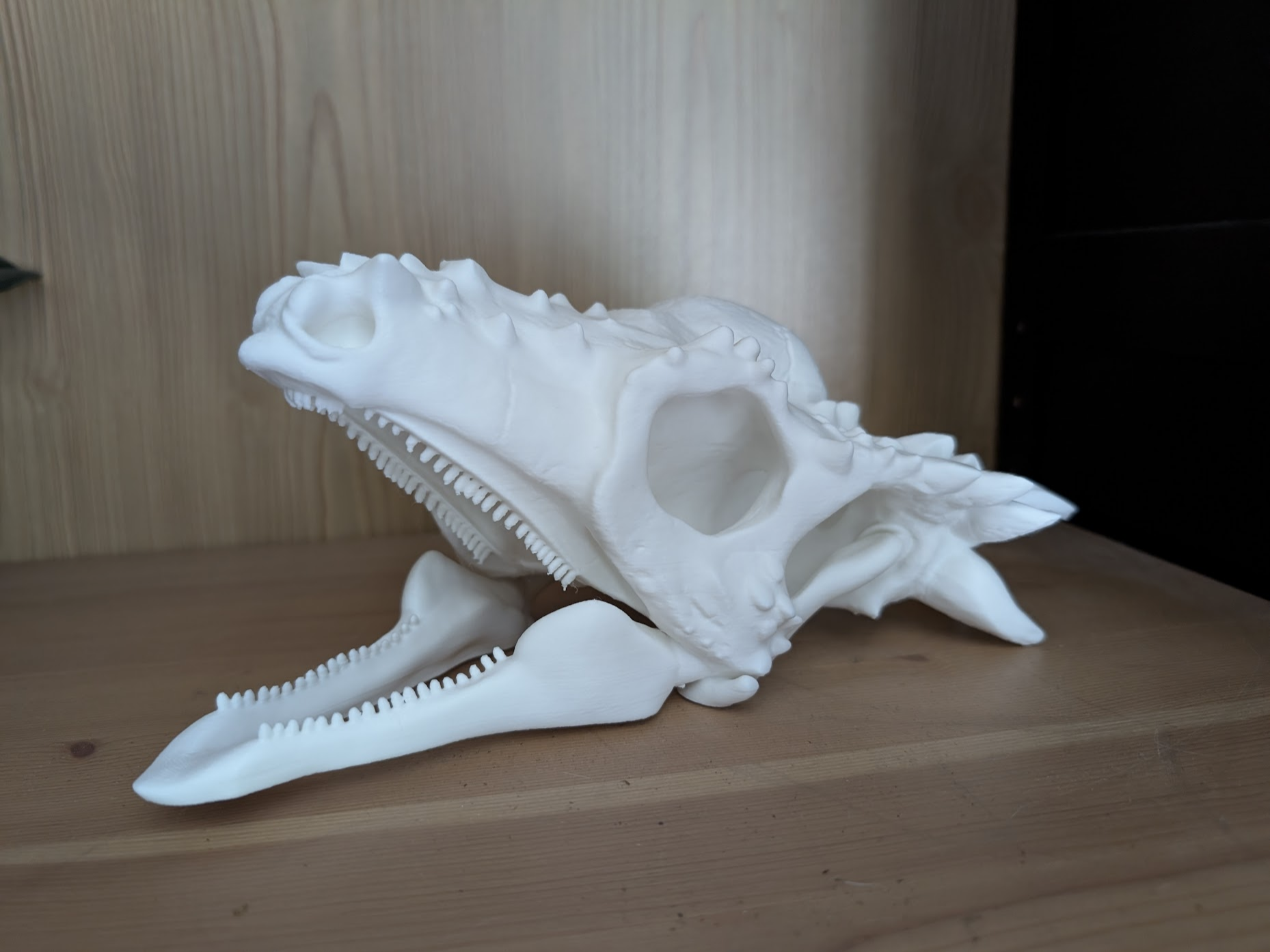 Pachycephalosaurus / DracoRex Skull Fossil